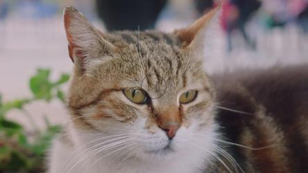 一只绿眼睛猫的特写[]