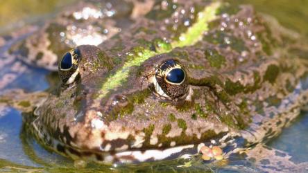 河里的绿蛙特写[]