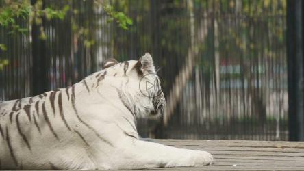 白虎躺在动物园里[]