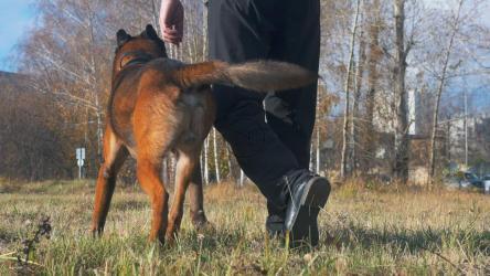 一个人和他的狗穿过田野[4K]