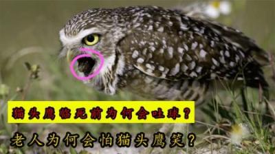 为什么猫头鹰临死前，都会吐出一个“毛球”？它到底是什么？