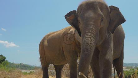 大象进食细节[免费商用]