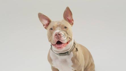 尖耳朵的棕色斗牛犬在喘气[免费商用]