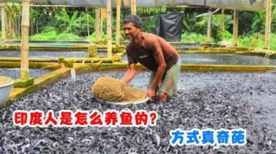 见识一下印度人是怎么养鱼的？难怪出口世界第一