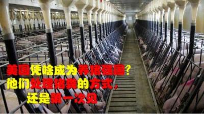 美国凭啥成为养猪超级强国？他们处理猪粪的方式，我还是第一次见