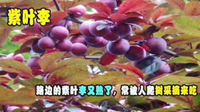 路边常见的“紫叶李”，能不能吃？为何专家不建议食用？