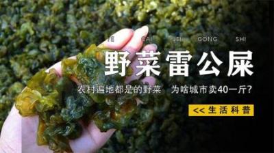 被名字耽误的野菜，下雨才会出现的“雷公屎”，它真的能吃吗？
