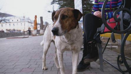 城市公园里的悲伤小狗[]