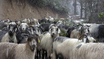 羊群中间的狗[4K]