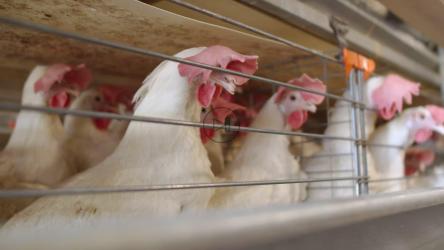 一群白色公鸡被关在家禽养殖场的一个小笼子里[]