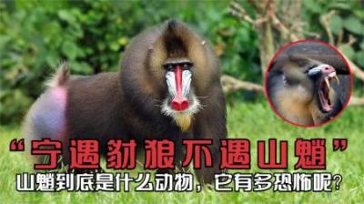 老一辈说“宁遇豺狼，不碰山魈”，山魈是什么？它到底有多可怕？