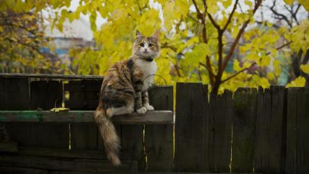 花园里篱笆上的小猫[]