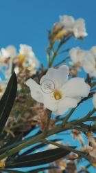 微风中的白花[免费商用竖屏]