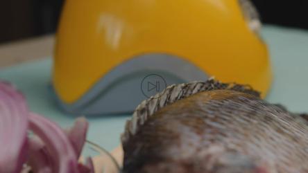 一道鱼菜的原料[免费商用]