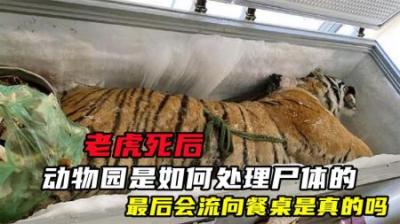 老虎死后，动物园是如何处理尸体的？最后会流向餐桌是真的吗？