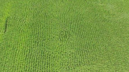 晴天的玉米地随风而动[4K]