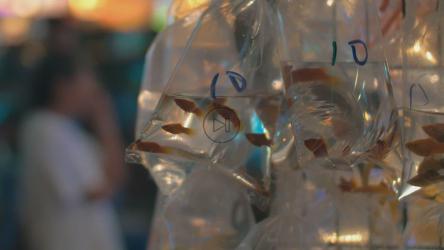 市场摊位上出售的鱼[4K]