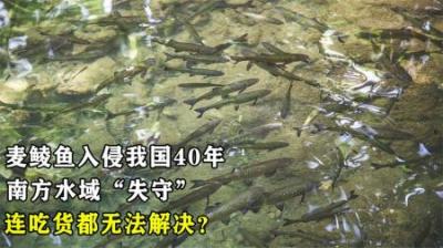 麦鲮鱼入侵我国40年，南方水域陆续“失守”，连吃货都无法解决？