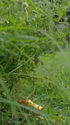 Hand从灌木丛中取出一只巧克力兔子[免费商用竖屏]