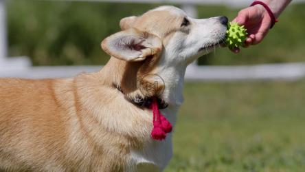 柯基幼犬与主人玩玩具[]