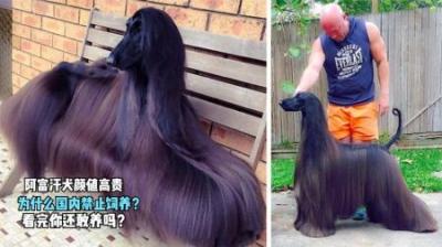 阿富汗犬为何在中国遭到禁养，颜值再高也不行？看完你还敢养吗？