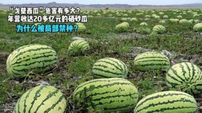 年挣20亿的硒砂瓜，为何被局部禁种？“戈壁西瓜”的危害有多大？