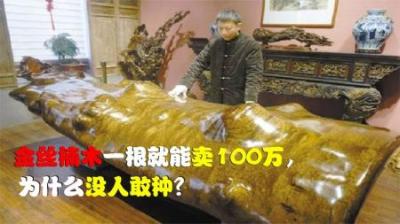 楠木连续被伐400多年，一根就能卖100万，为什么没人敢种？
