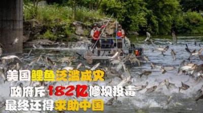 美国鲤鱼泛滥成灾，政府斥182亿修坝投毒，最后不得已求助中国