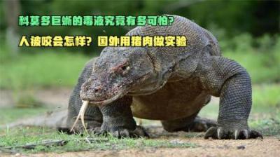 科莫多巨蜥毒液有多可怕，人被咬到有啥可怕后果？真会十秒致死？