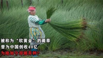 被称为“软黄金”的蔺草，曾为中国创收40亿，为啥如今却被弃种？