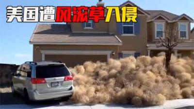 风滚草在美国泛滥成灾，侵占公路住宅，为什么在我国却很难长大？