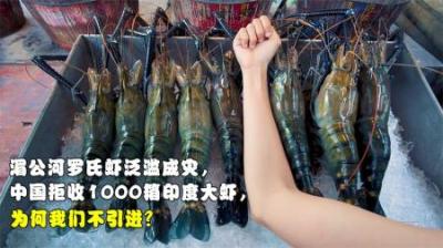 湄公河罗氏虾泛滥成灾，中国拒收1000箱印度大虾，为何我们不要？