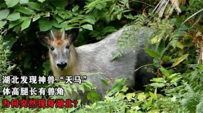 湖北发现神兽“天马”，体高腿长有兽角，为何突然现身湖北？
