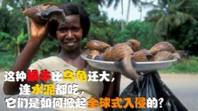 这种蜗牛比乌龟还大，连水泥都吃，它如何掀起全球式入侵狂潮？
