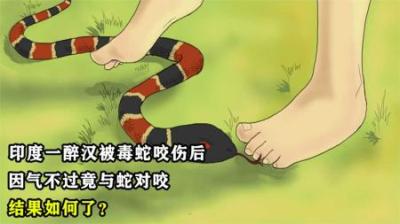 印度一醉汉被毒蛇咬伤后，因气不过竟与蛇对咬，结果如何了？