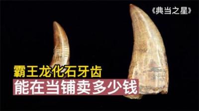 两颗霸王龙化石牙齿，能在当铺卖多少钱？老板血赚麻了