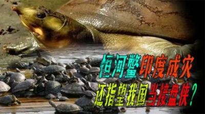 印度500万只恒河鳖泛滥成灾，为何当地人不吃，却想要出口中国？