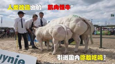 人类改造出的“畸形蓝牛”，肉能无限增长，是时候引进我国了？
