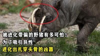 被进化带偏的野猪有多可怕？为了吸引异性，进化出扎穿头骨的凶器