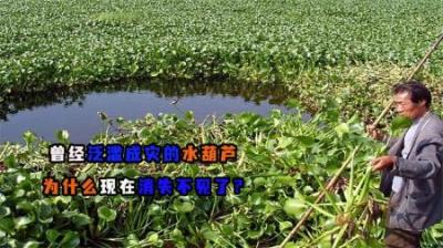 原本在我国泛滥的水葫芦，为什么现在都看不到了？它是消失了吗？