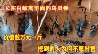 长在白蚁窝里面的乌灵参，价格数万元一斤，挖到的人却不愿出售？
