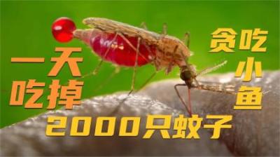 食蚊鱼有多可怕？入侵全球，敢攻击大鱼，一天可食用2000只蚊子