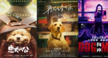 幕后 | “汪星人”怎样演出？揭秘影视训犬小妙招