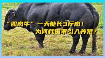 人类改造的“畸形肉牛”，一天能狂长3斤肉，为什么我国不引进？