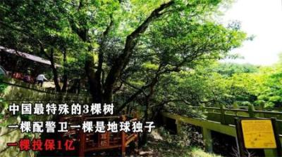 中国最特殊的3棵树：一棵配警卫，一棵是地球独子，一棵投保1亿