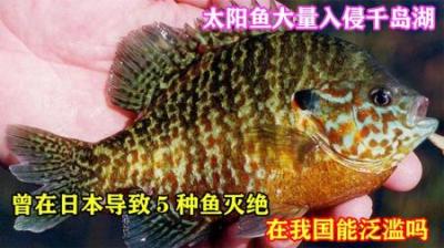 太阳鱼入侵中国，曾在日本引发生态灾难，它能在我国泛滥成灾吗？