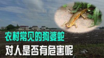 农村常见的“狗婆蛇”，儿时把它抓来当宠物，如今被高价买来吃？