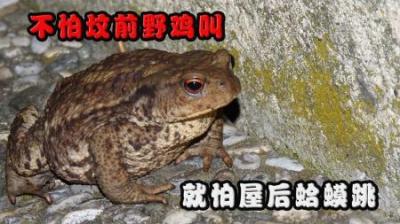老话“不怕坟头野鸡叫，就怕屋后蛤蟆跳”，蛤蟆跳有什么可怕的？