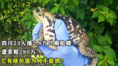 四川23人捕2.8万只癞蛤蟆，遭索赔280万，它有啥价值为何不能抓？