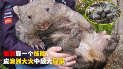 唯一能拉方形便的熊，因一个技能，在澳洲数月大火中成最大赢家？